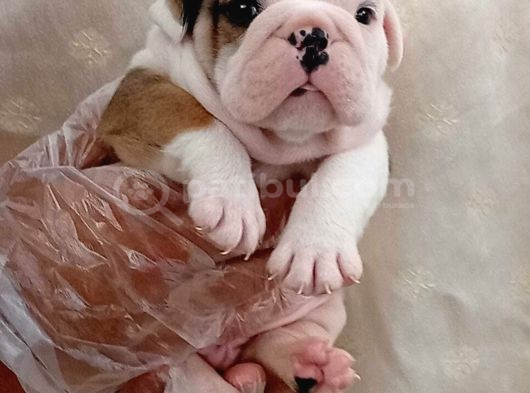 Tombi̇ş Bebekler görsel