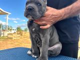 Safkan Cane Corso Güçlü Kan Hattı - Son 4 Yavru