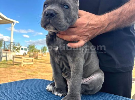 Safkan Cane Corso Güçlü Kan Hattı - sON 4 YAVRU