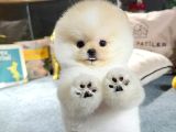 Pomeranıan Boo