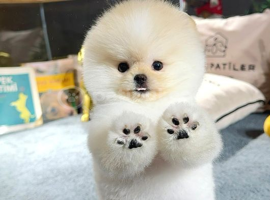 Pomeranıan Boo
