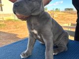 Safkan Cane Corso Güçlü Kan Hattı - Son 4 Yavru