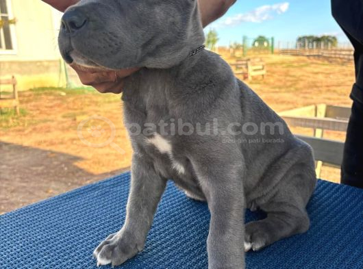 Safkan Cane Corso Güçlü Kan Hattı - Son 4 Yavru görsel