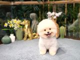 Pomeranıan Boo