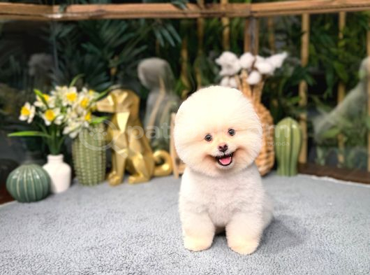 Pomeranıan Boo görsel