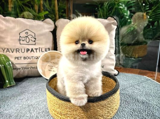 en tatlı pomeranıan boo