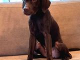 Chocolate Labrador