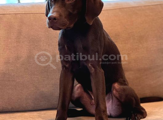Chocolate Labrador görsel