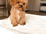 Malti̇poo Ci̇nsi̇ Yavrular Ev Üreti̇mi̇
