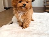Malti̇poo Ci̇nsi̇ Yavrular Ev Üreti̇mi̇