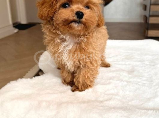 Malti̇poo Ci̇nsi̇ Yavrular Ev Üreti̇mi̇ görsel
