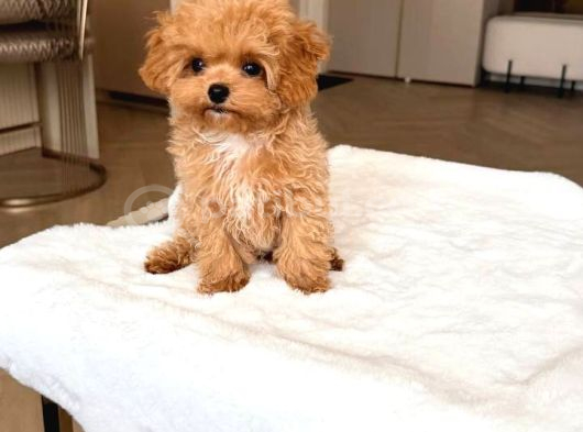 Malti̇poo Ci̇nsi̇ Yavrular Ev Üreti̇mi̇ görsel