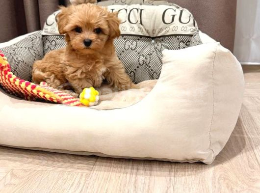 Toy Poodle Sevi̇mli̇ Yavrular Ev Üreti̇mi̇ görsel