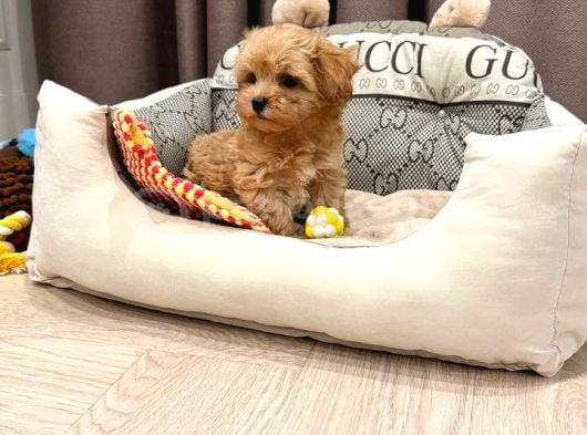 Toy Poodle Sevi̇mli̇ Yavrular Ev Üreti̇mi̇ görsel