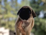A Kali̇te Pug Mops Gül Kuyruk
