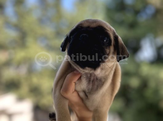 A KALİTE PUG MOPS GÜL KUYRUK