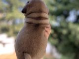 A Kali̇te Pug Mops Gül Kuyruk