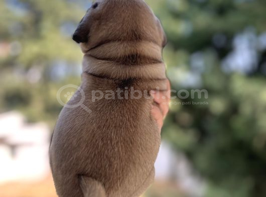 A Kali̇te Pug Mops Gül Kuyruk görsel