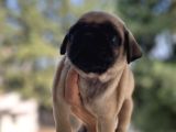 A Kali̇te Pug Mops Gül Kuyruk