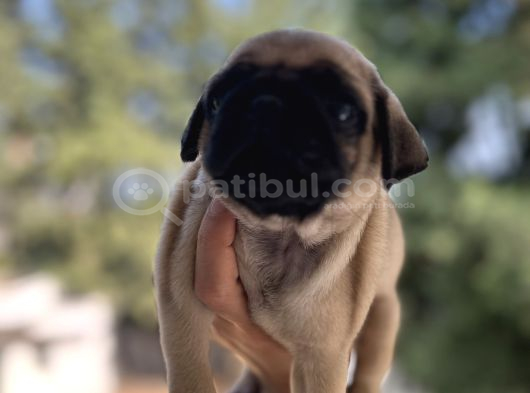 A Kali̇te Pug Mops Gül Kuyruk görsel