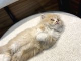 Bicolor Krem Longhair Erkek Yavrumuz
