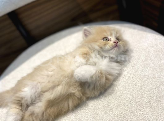 Bicolor Krem Longhair Erkek Yavrumuz görsel