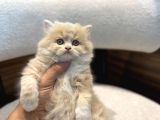 Bicolor Krem Longhair Erkek Yavrumuz