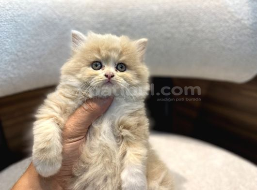Bicolor Krem Longhair Erkek Yavrumuz görsel