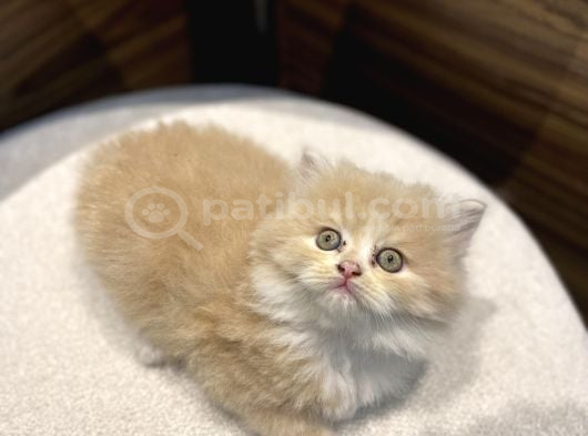 Bicolor krem longhair erkek yavrumuz