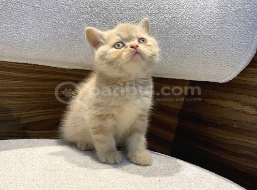 Krem Exotic Erkek Bebeğimiz görsel