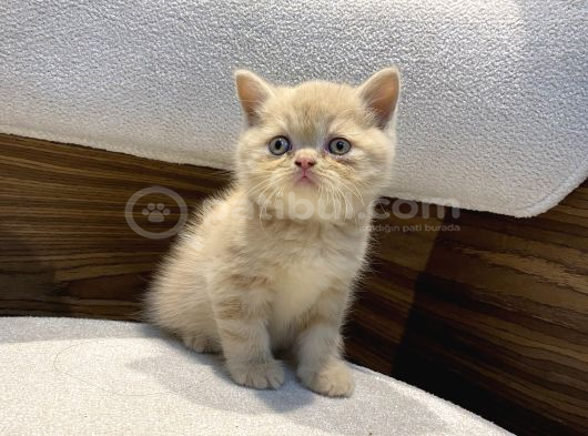 Krem Exotic Erkek Bebeğimiz görsel