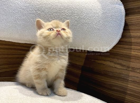 Krem Exotic Erkek Bebeğimiz görsel