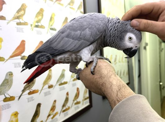 Çok konuşan Zeki evcil Jako papağanı