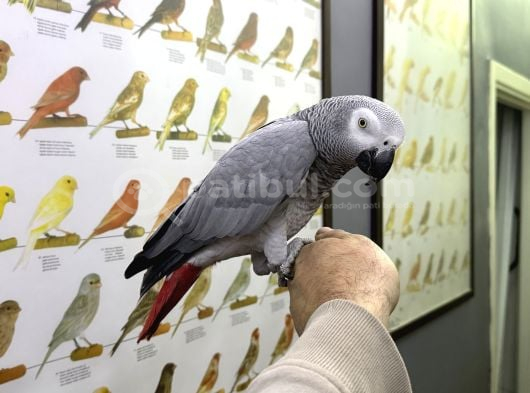 Çok Konuşan Zeki Evcil Jako Papağanı görsel