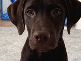 Chocolate Labrador