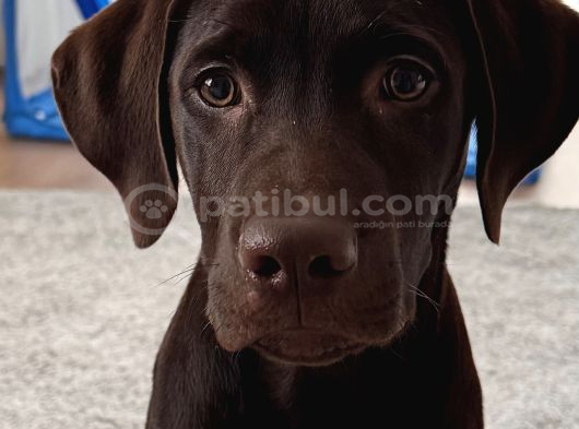 Chocolate Labrador görsel