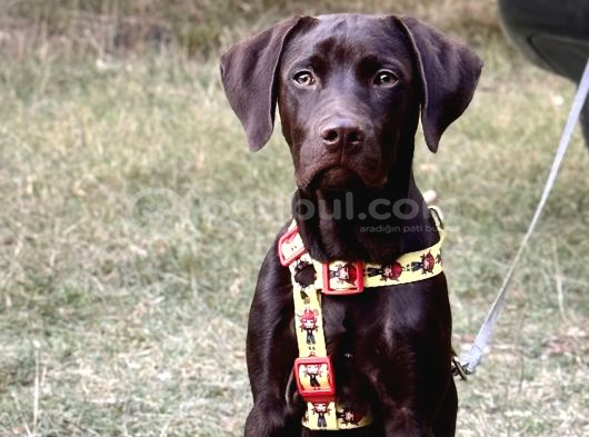 Chocolate labrador