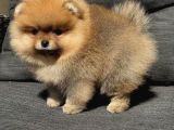 Dişi Pomeranian Boo Yavruma Yeni Yıva Arıyorum