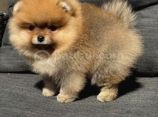 Dişi Pomeranian Boo Yavruma Yeni Yıva Arıyorum görsel