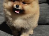 Dişi Pomeranian Boo Yavruma Yeni Yıva Arıyorum