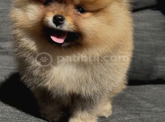 Dişi Pomeranian Boo Yavruma Yeni Yıva Arıyorum görsel