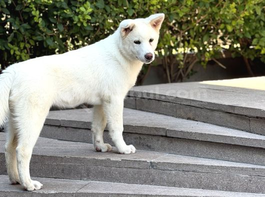 5 Aylık Aşıları Bitmiş Wc Ve Yürüyüş Eğitimli Akita Inu görsel