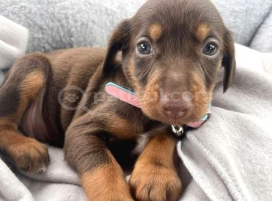 Doberman Bebekleri̇mi̇z