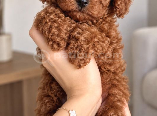 Ruhsatlı İşletmeden Garantili Poodle Yavruları