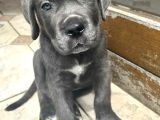 Cane Corso Üst Kali̇te Bebekler