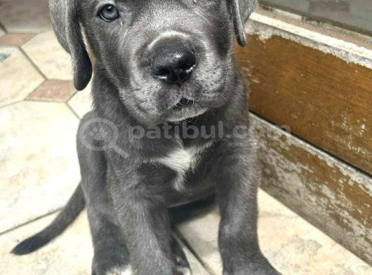 Cane Corso Üst Kali̇te Bebekler görsel