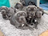 CANE CORSO ÜST KALİTE BEBEKLER
