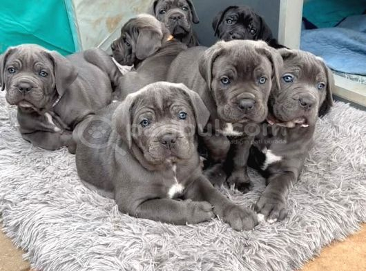 Cane Corso Üst Kali̇te Bebekler