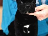 Cane Corso Üst Kali̇te Bebekler