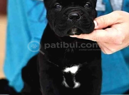 Cane Corso Üst Kali̇te Bebekler görsel